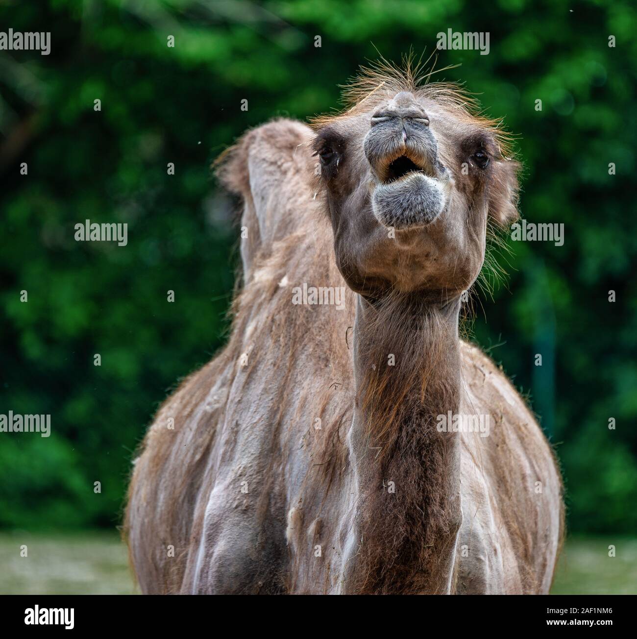 Bactrian camel, Camelus bactrianus in a german zoo Stock Photo