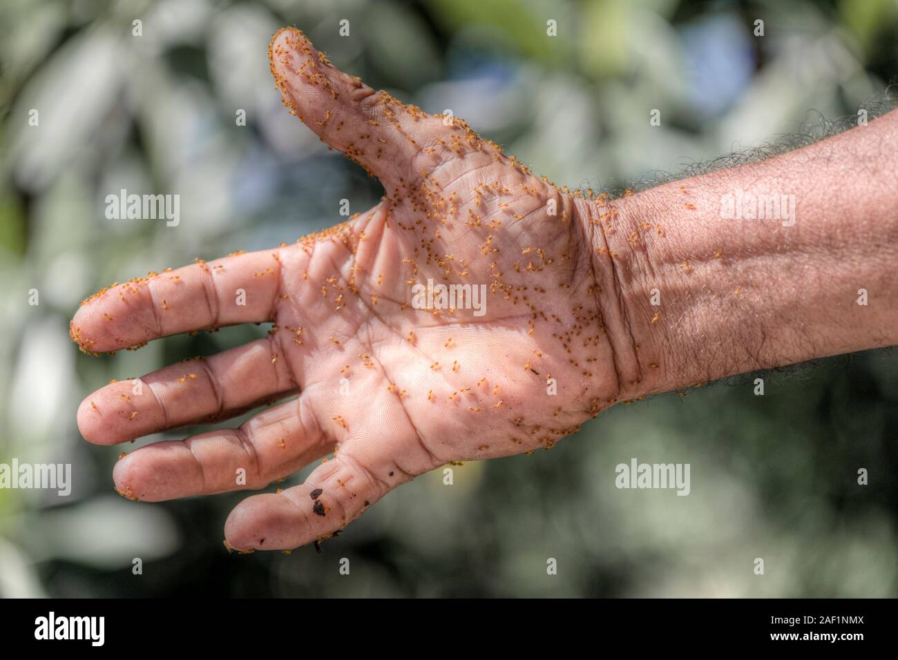 termites on a man's hand at Laguna La Redonda, Moron, Ciego de Avila, Cuba, North America Stock Photo