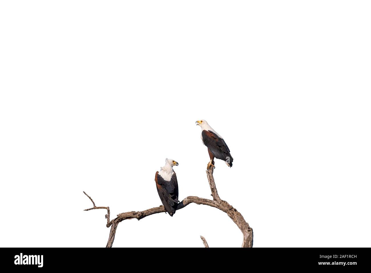Two african fish eagles, Haliaeetus vocifer, on a dead tree branch, isolated on white Stock Photo