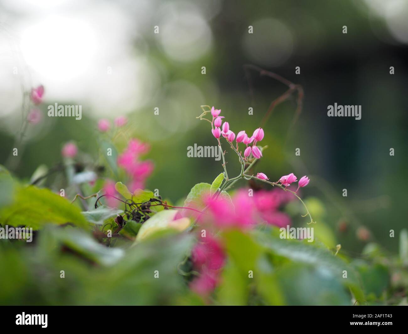 Pink flower small ivy Scientific name Antigonon leptopus Hook, arranged into beautiful bouquets on blurred of nature background Stock Photo