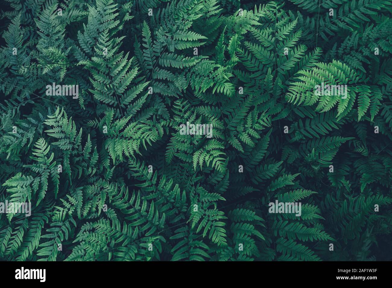 Plants pattern hi-res stock photography and images - Alamy