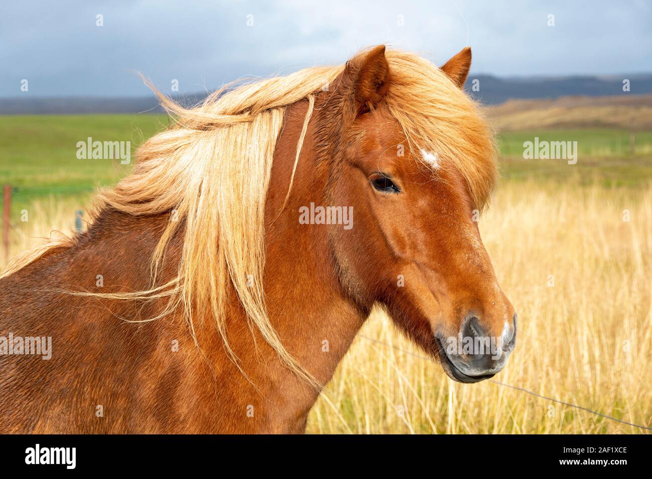 Icelandic horses at Flúðir, Iceland Stock Photo Alamy