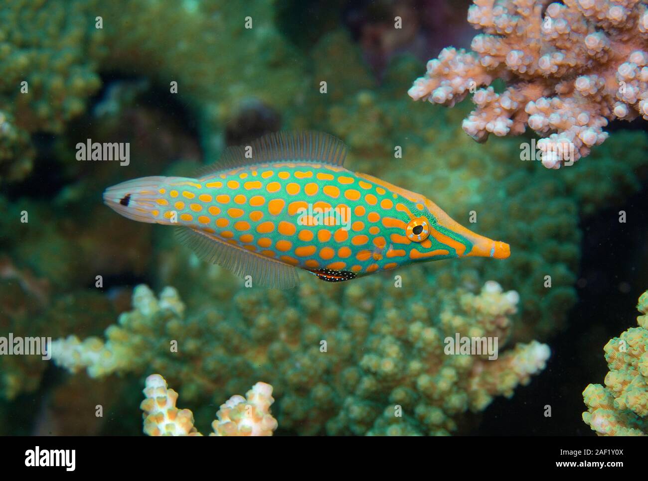 Longnose filefish (Oxymonacanthus longirostris) between hard corals, Ari Atoll, Maldive islands Stock Photo