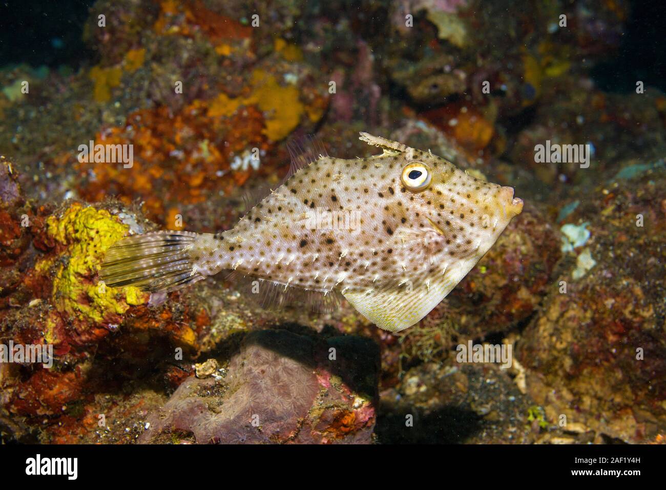 Strapweed filefish (Pseudomonacanthus macrurus), Banda sea, Indonesia Stock Photo