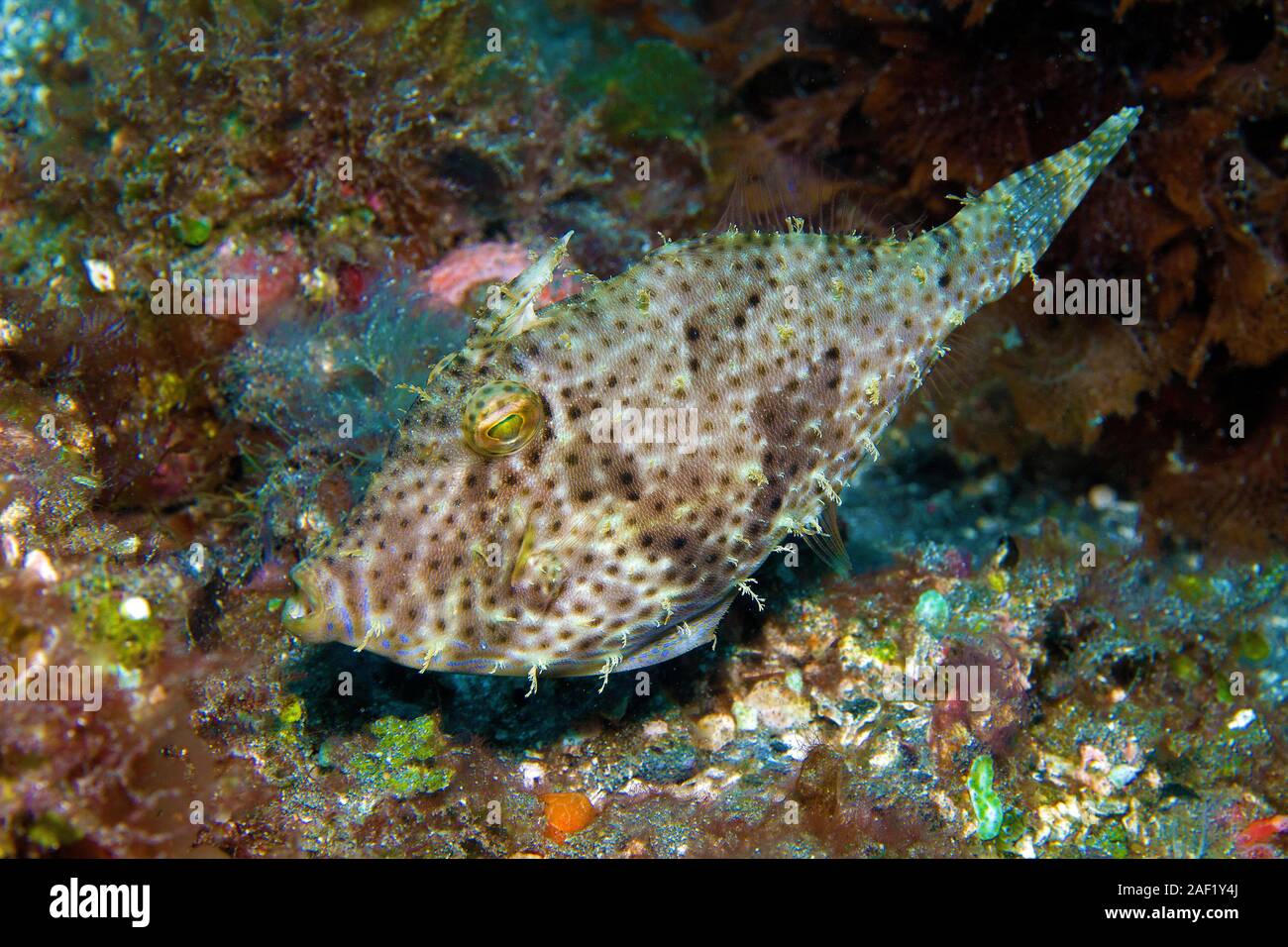 Strapweed filefish (Pseudomonacanthus macrurus), Banda sea, Indonesia Stock Photo