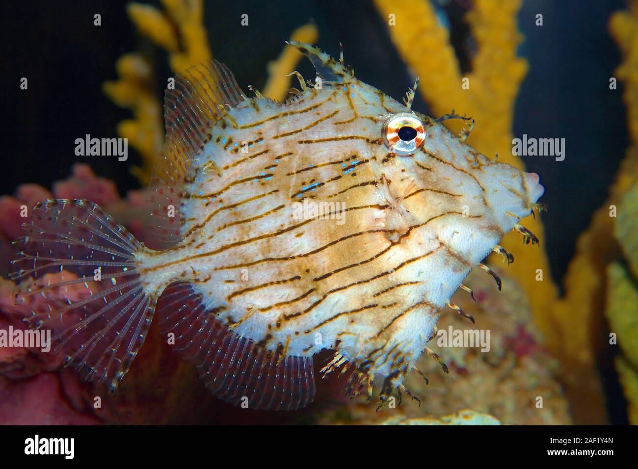 Leafy Leatherjacket, Prickly Leatherjacket, Prickly Leather-jacket, Weedy Filefish (Chaetodermis penicilligerus), Great Barrier Reef, Australia Stock Photo