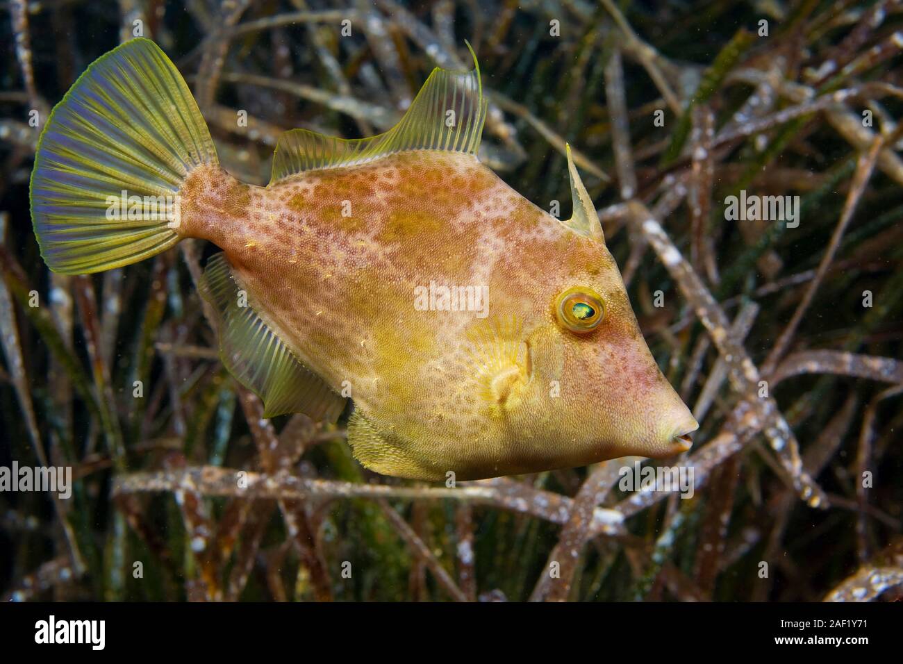 Planehead Filefish, Brown filefish (Stephanolepis hispidus), at seaweed, Kas, Ancient Lycia, Turkey Stock Photo