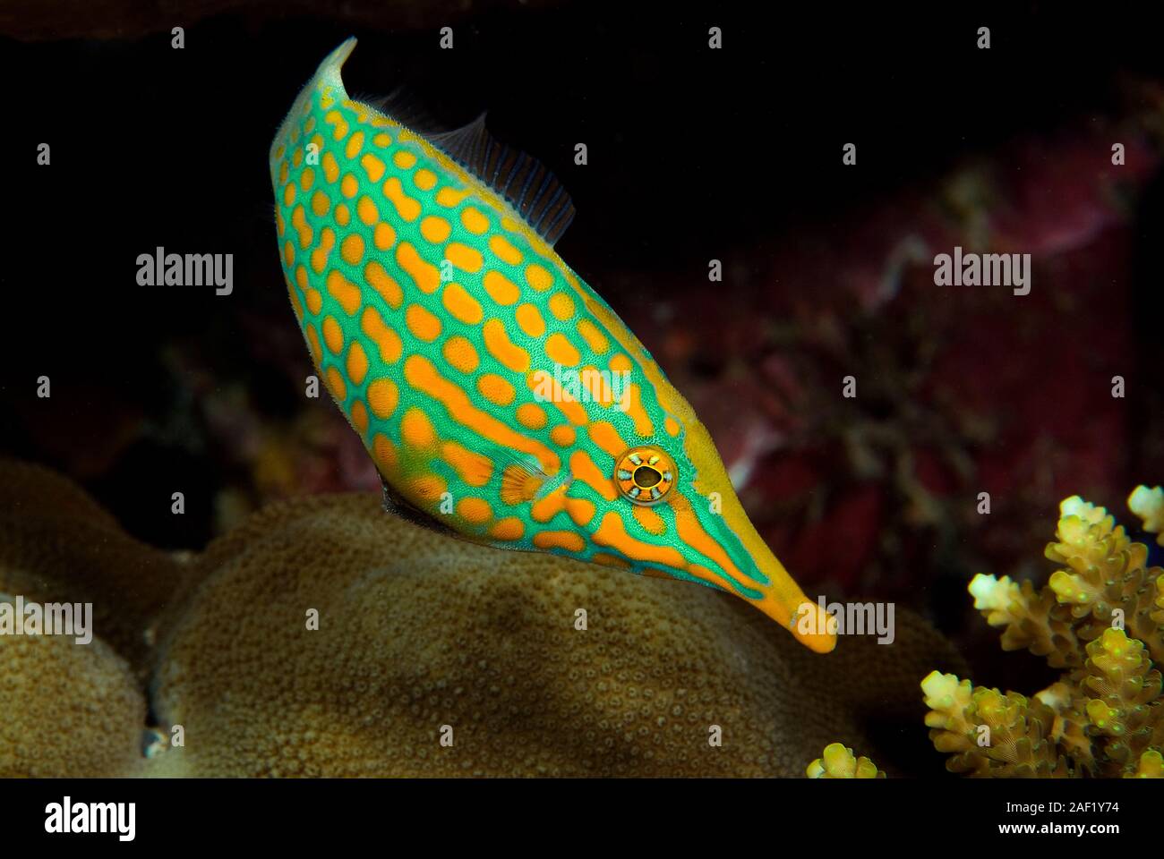 Longnose filefish (Oxymonacanthus longirostris) between hard corals, Ari Atoll, Maldive islands Stock Photo