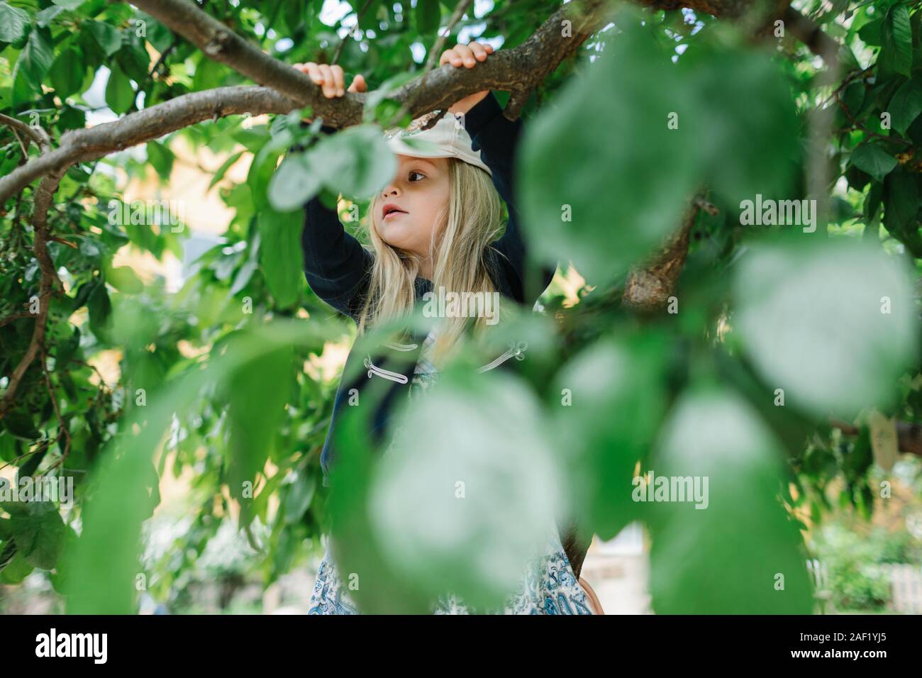 Girl climbing tree Stock Photo