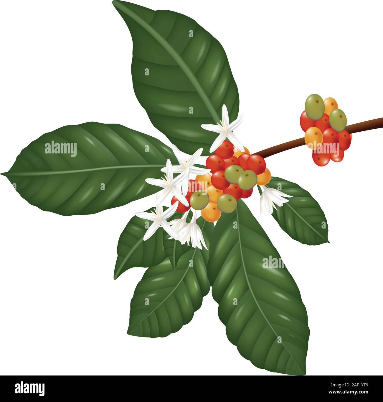 Illustration of Coffee species branch with coffee berries and blossom ...