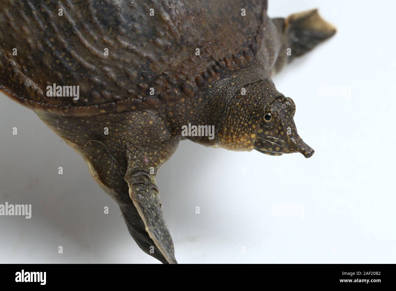 Common softshell turtle or asiatic softshell turtle (Amyda cartilaginea ...