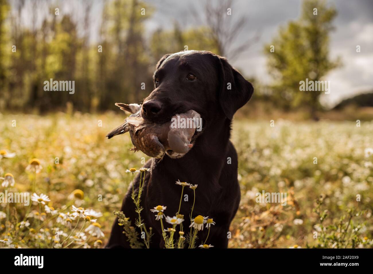 Hunting dog carrying dead bird Stock Photo