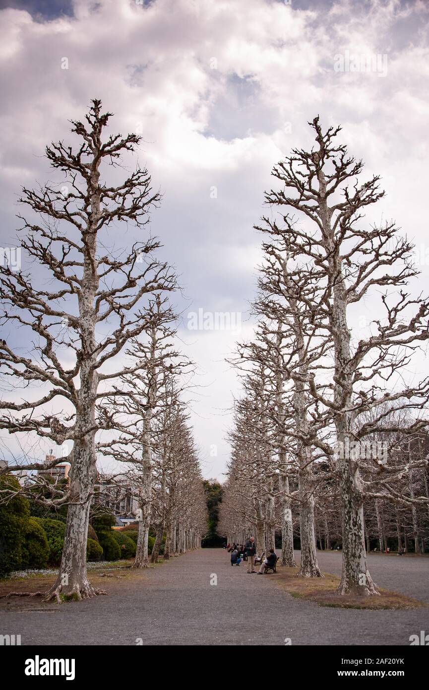 Avenue Of Sycamore Trees After Winter Pruning Shinjuku Gyoen Tokyo Japan Stock Photo Alamy Avenue Of Sycamore Trees After Winter Pruning Shinjuku Gyoen Tokyo Japan Stock Photo Alamy