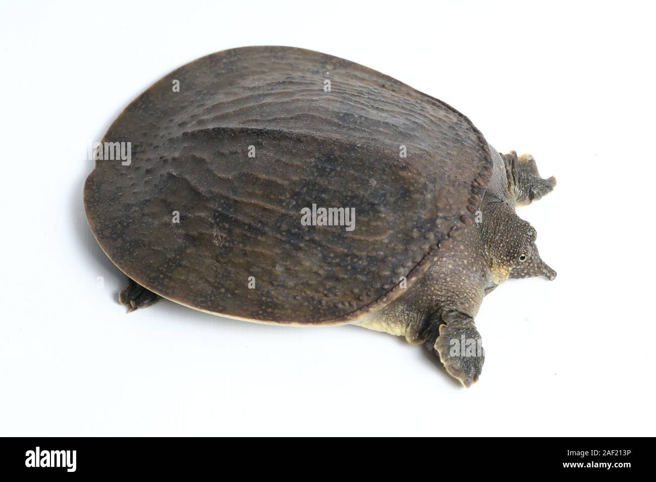 Common softshell turtle or asiatic softshell turtle (Amyda cartilaginea ...