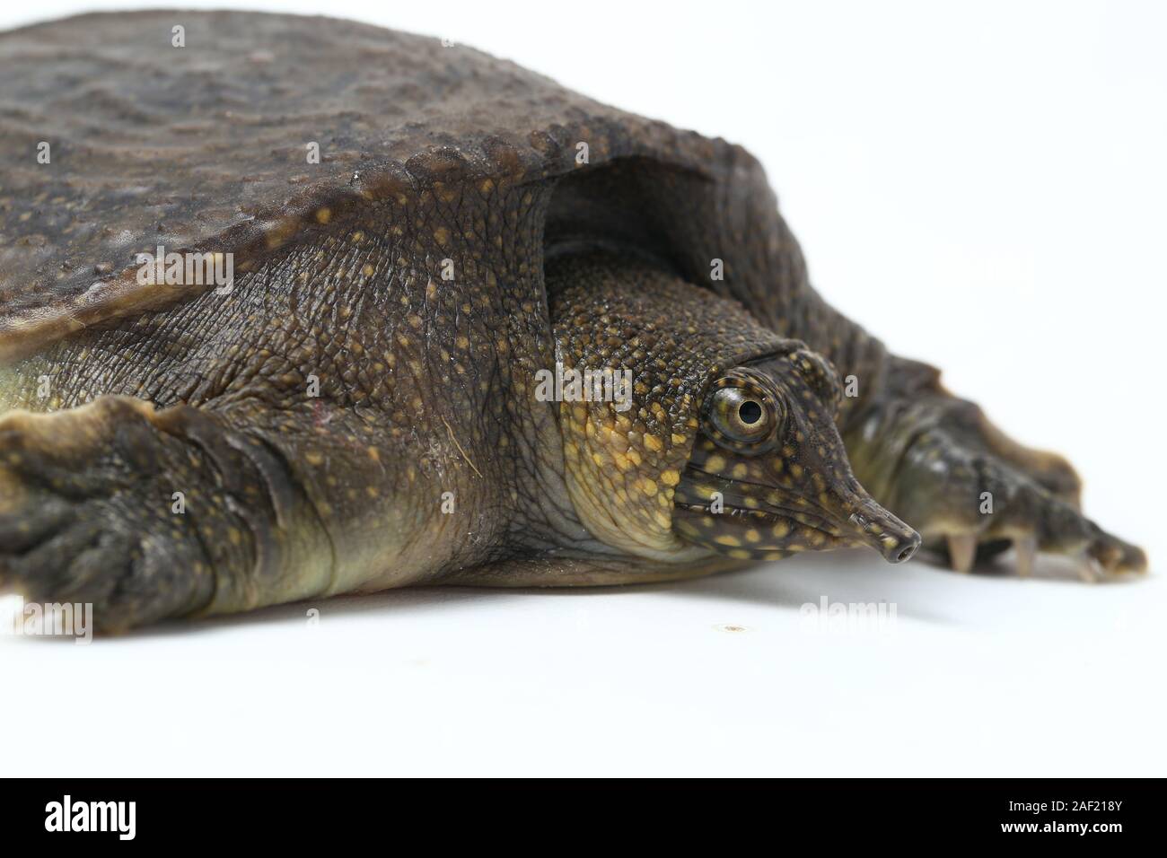 Common Softshell Turtle Or Asiatic Softshell Turtle (amyda Cartilaginea 