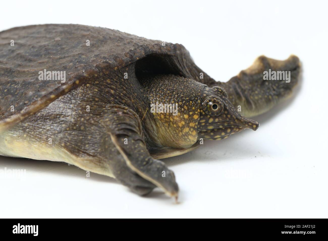 Common softshell turtle or asiatic softshell turtle (Amyda cartilaginea ...