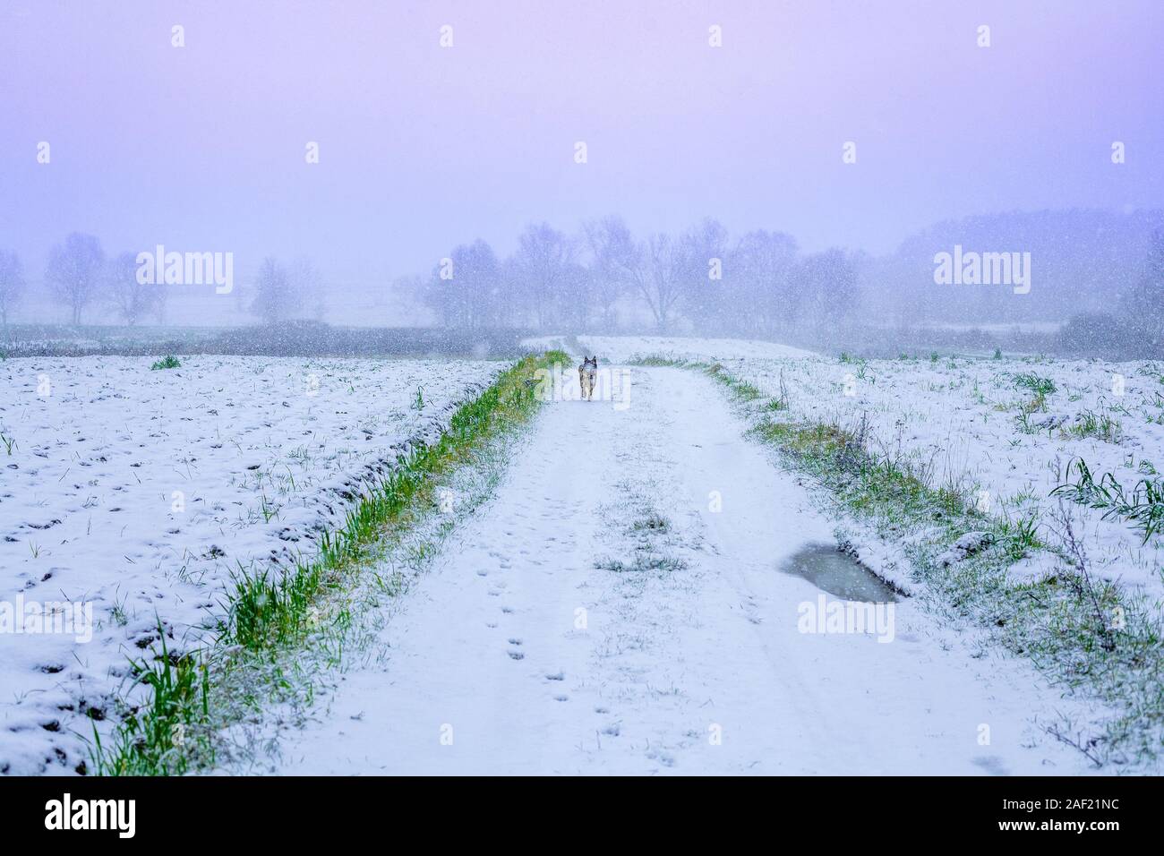 First snow in the countryside. The dog runs along the road between the fields in a blizzard Stock Photo