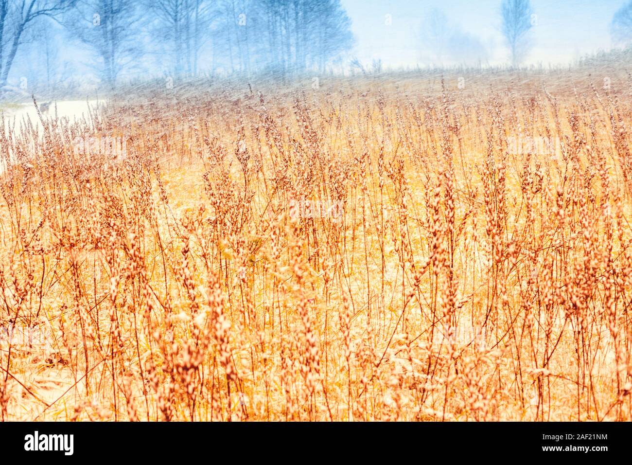 Rural winter landscape.  Field with dry grass covered with snow. Beautiful winter nature Stock Photo