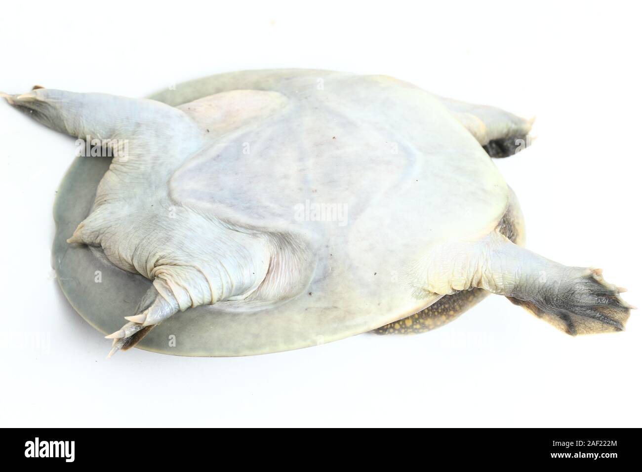 Common softshell turtle or asiatic softshell turtle (Amyda cartilaginea) isolated on white background Stock Photo