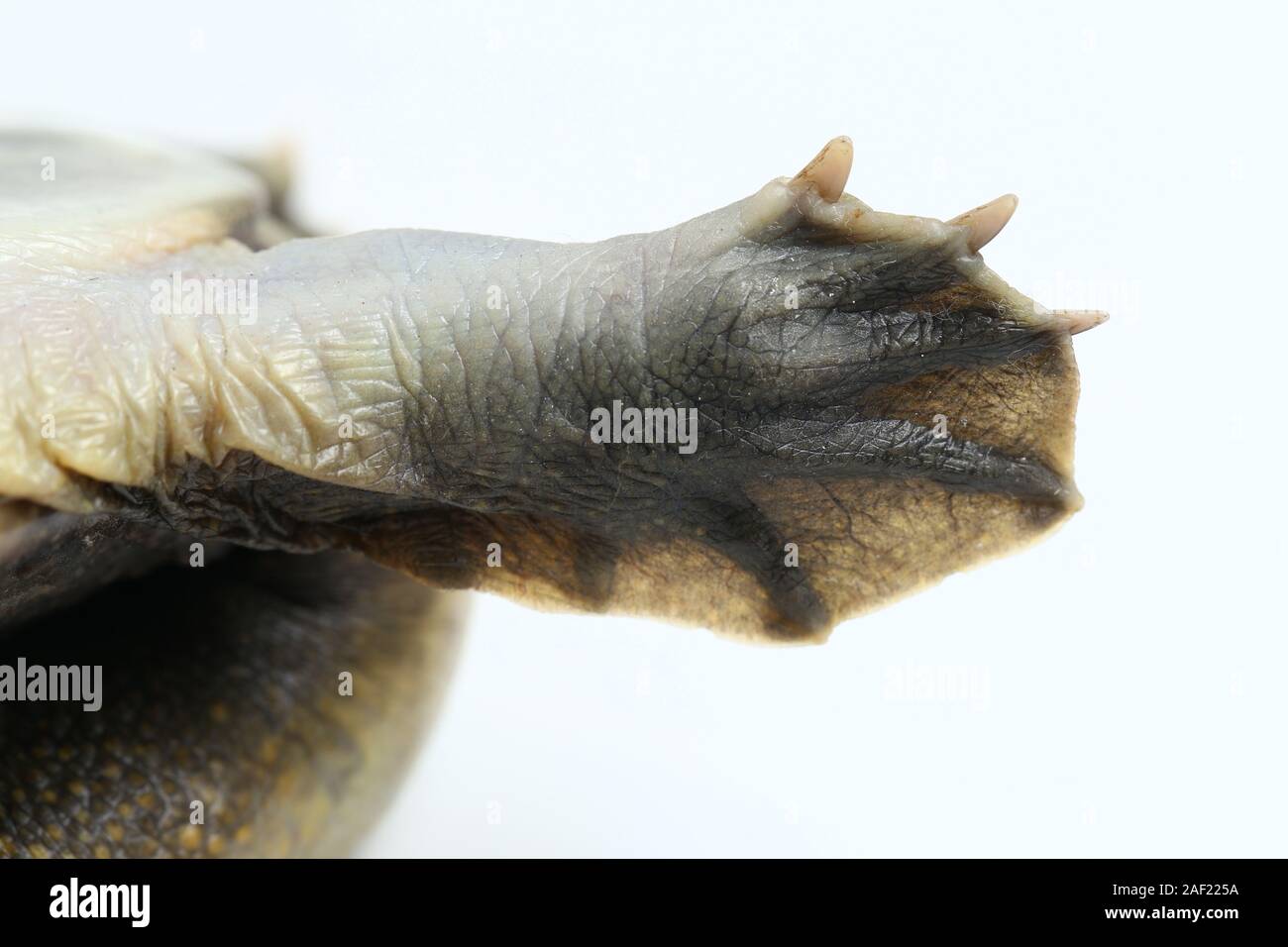 Common softshell turtle or asiatic softshell turtle (Amyda cartilaginea) isolated on white background Stock Photo