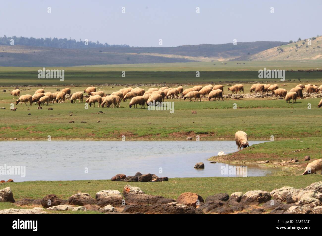 green grass and sheep Stock Photo - Alamy