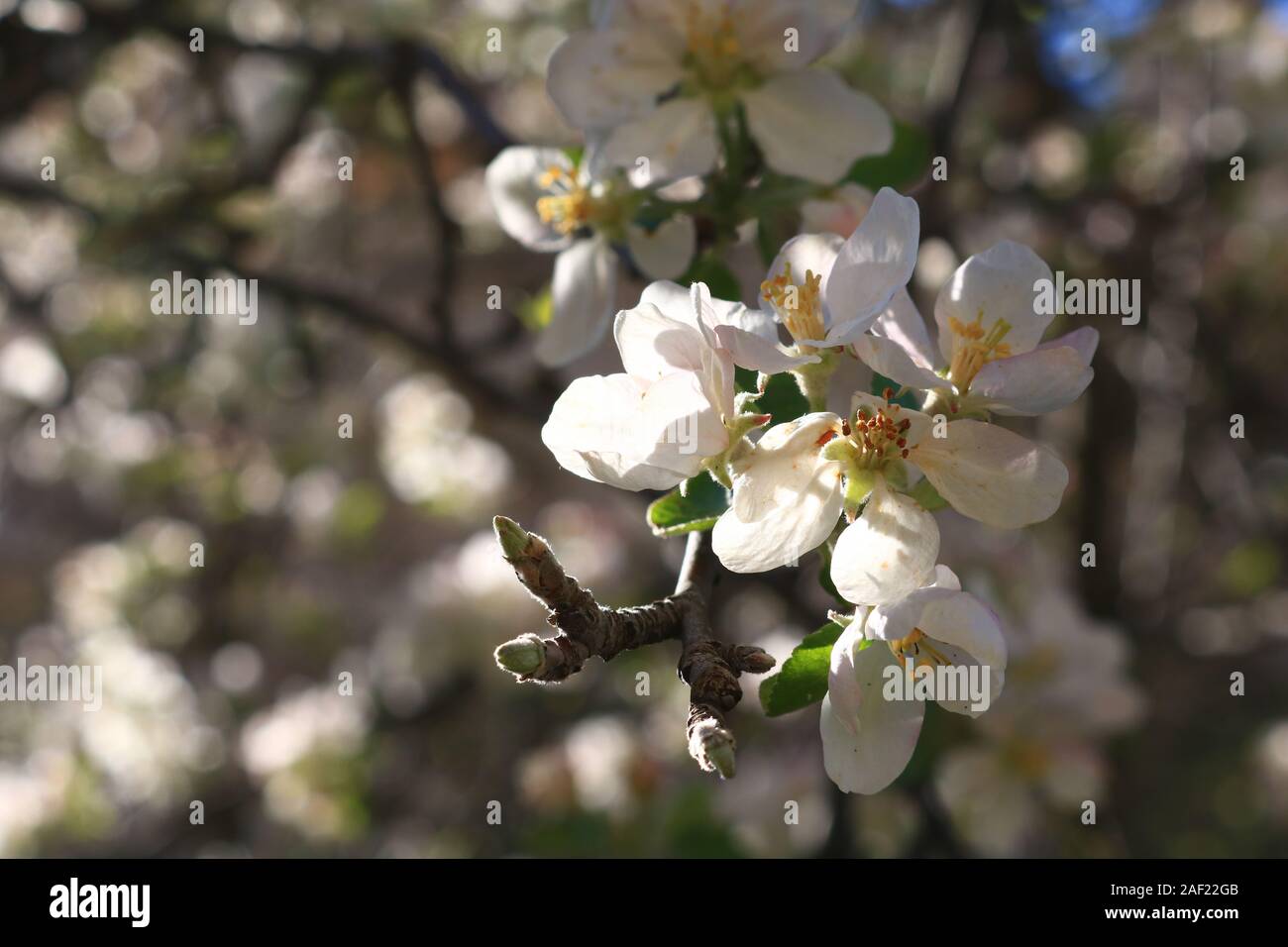 sunlight in 1000 flowers apple tree Stock Photo