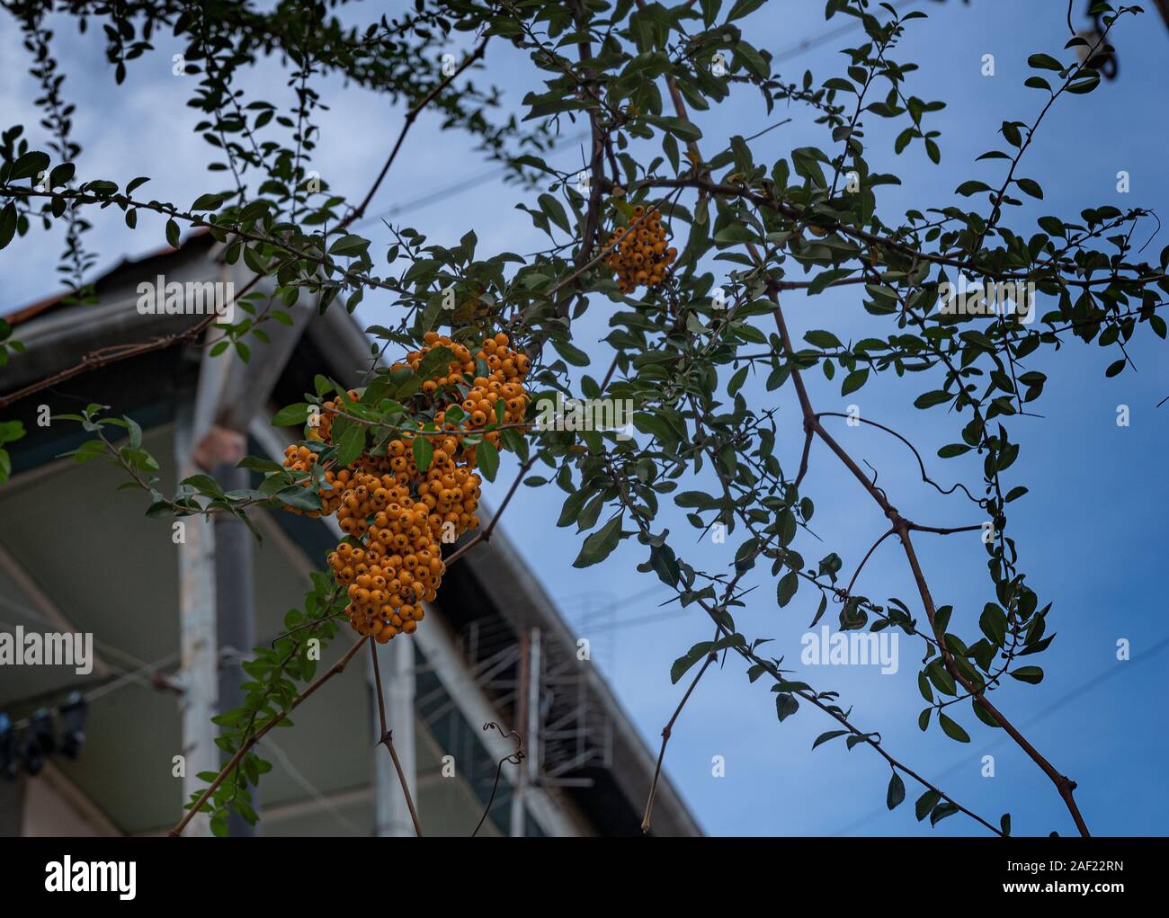 Yellow berries on a branch. Sea buckthorn on a Tbilisi street in winter against the sky. Georgia. Stock Photo
