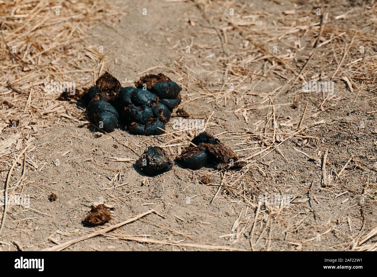 Horse dung or manure. A pile of horse dung or manure on the ground