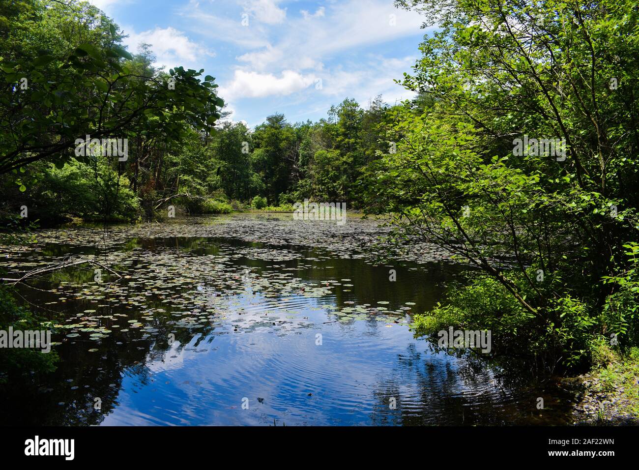A Lake Reflecting the Sky and Trees Stock Photo - Alamy