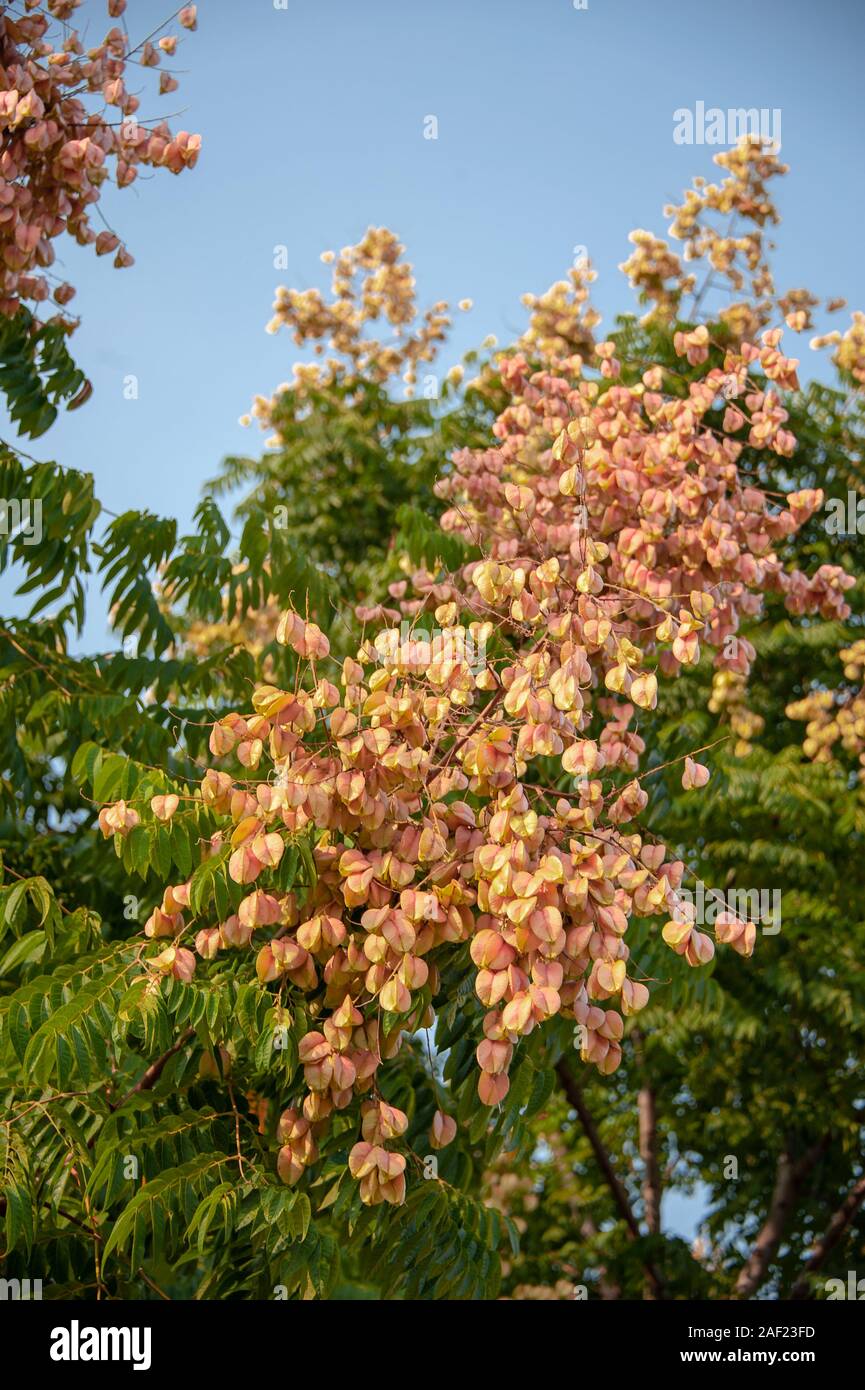 Seed pods and leaves of Golden Rain Tree (Koelreuteria paniculata Stock