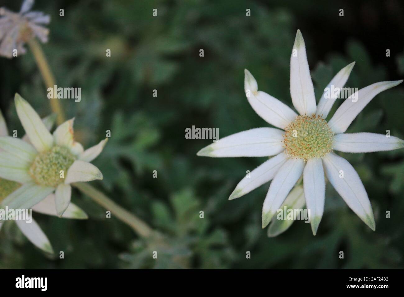 Flannel flower hires stock photography and images Alamy