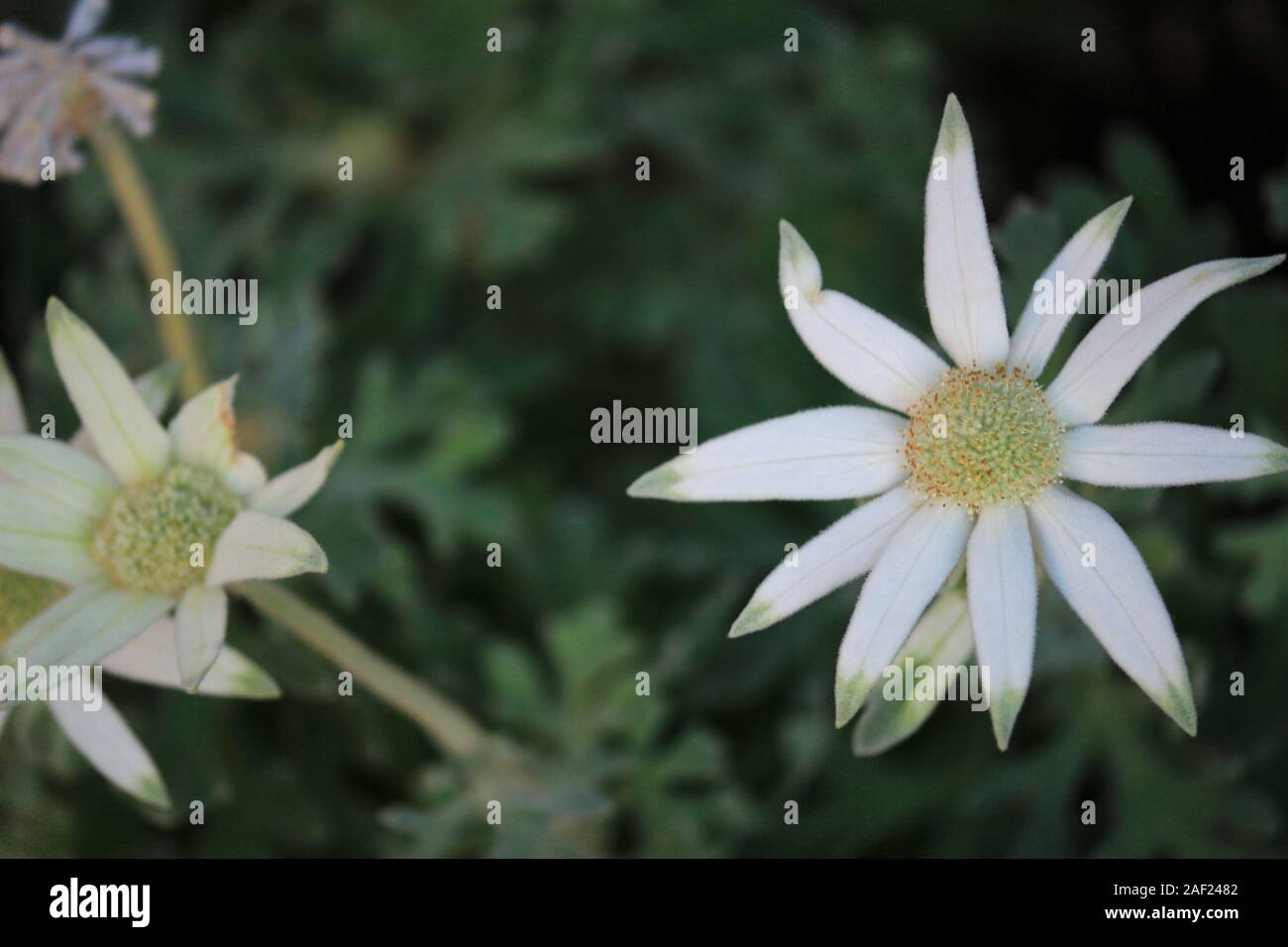 White flowers of Actinotus helianthi called 'Flannel flower' blooming in the flowerbed of winter Stock Photo