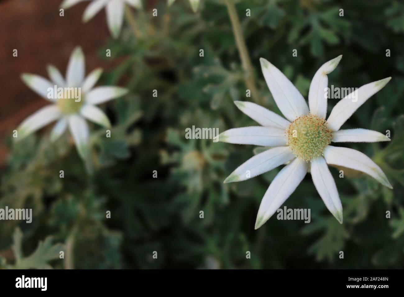 White flowers of Actinotus helianthi called 'Flannel flower' blooming in the flowerbed of winter Stock Photo