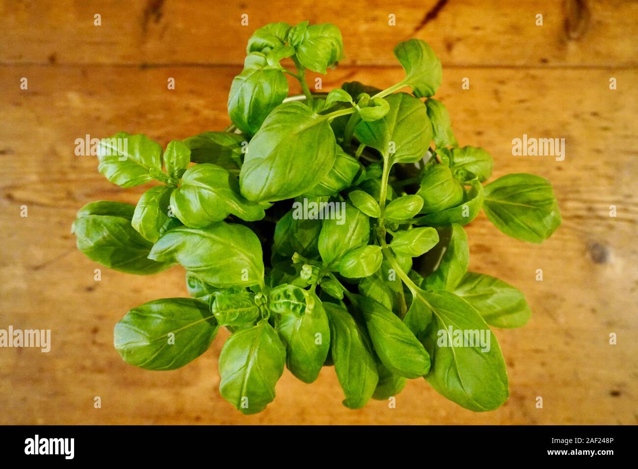 Kitchen herb hi-res stock photography and images - Alamy