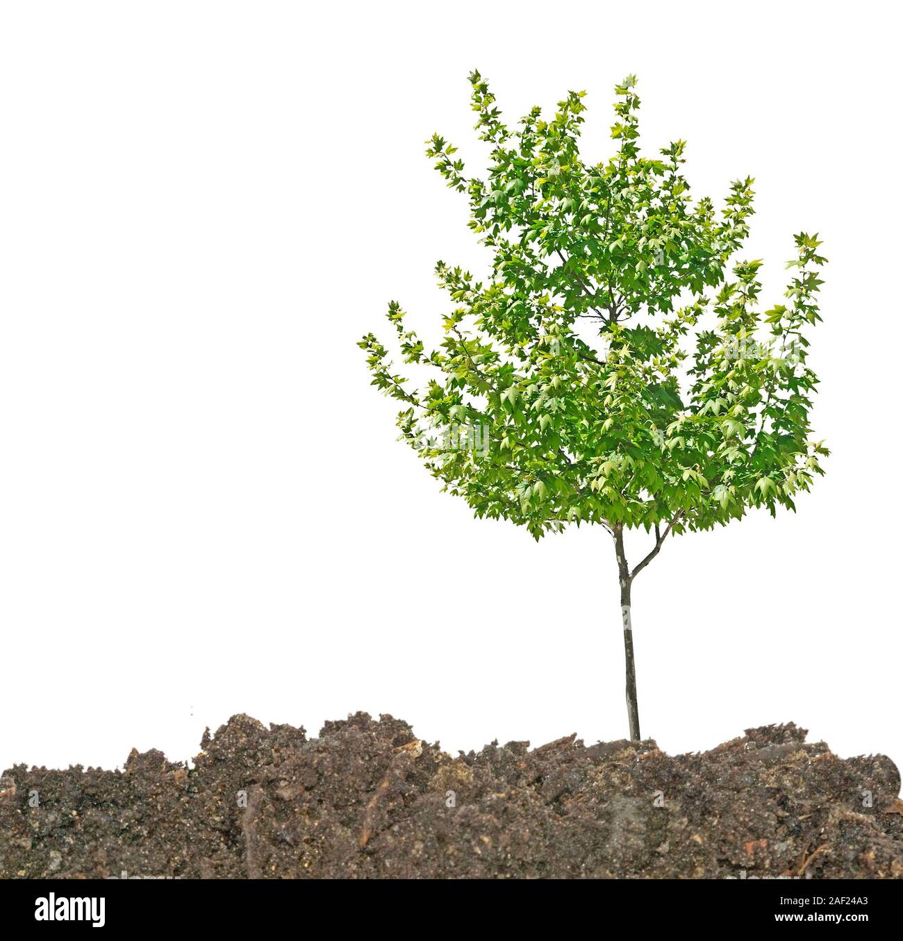 Tree in soil Stock Photo - Alamy