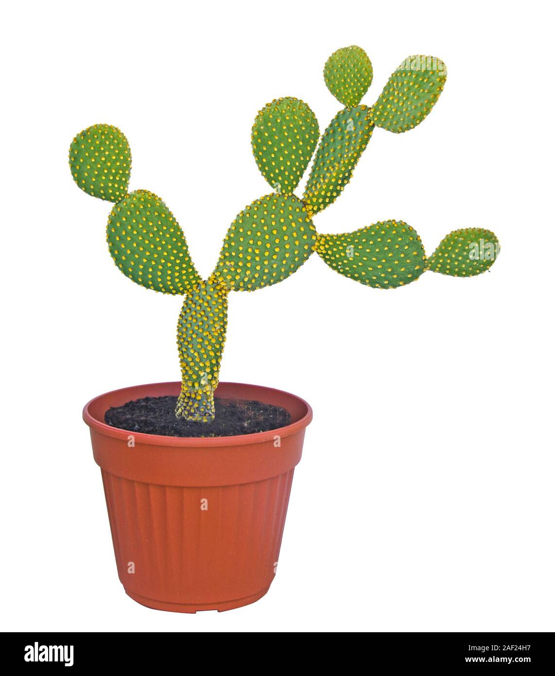 Opuntia cactus isolated on white background Stock Photo Alamy