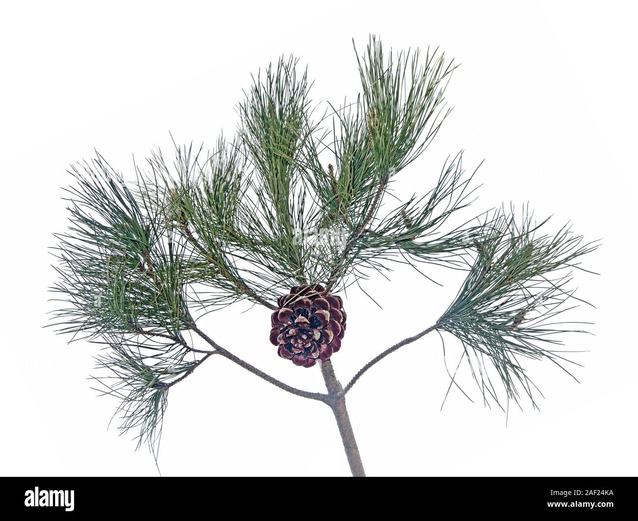 Pine branch with cone isolated on white background Stock Photo - Alamy