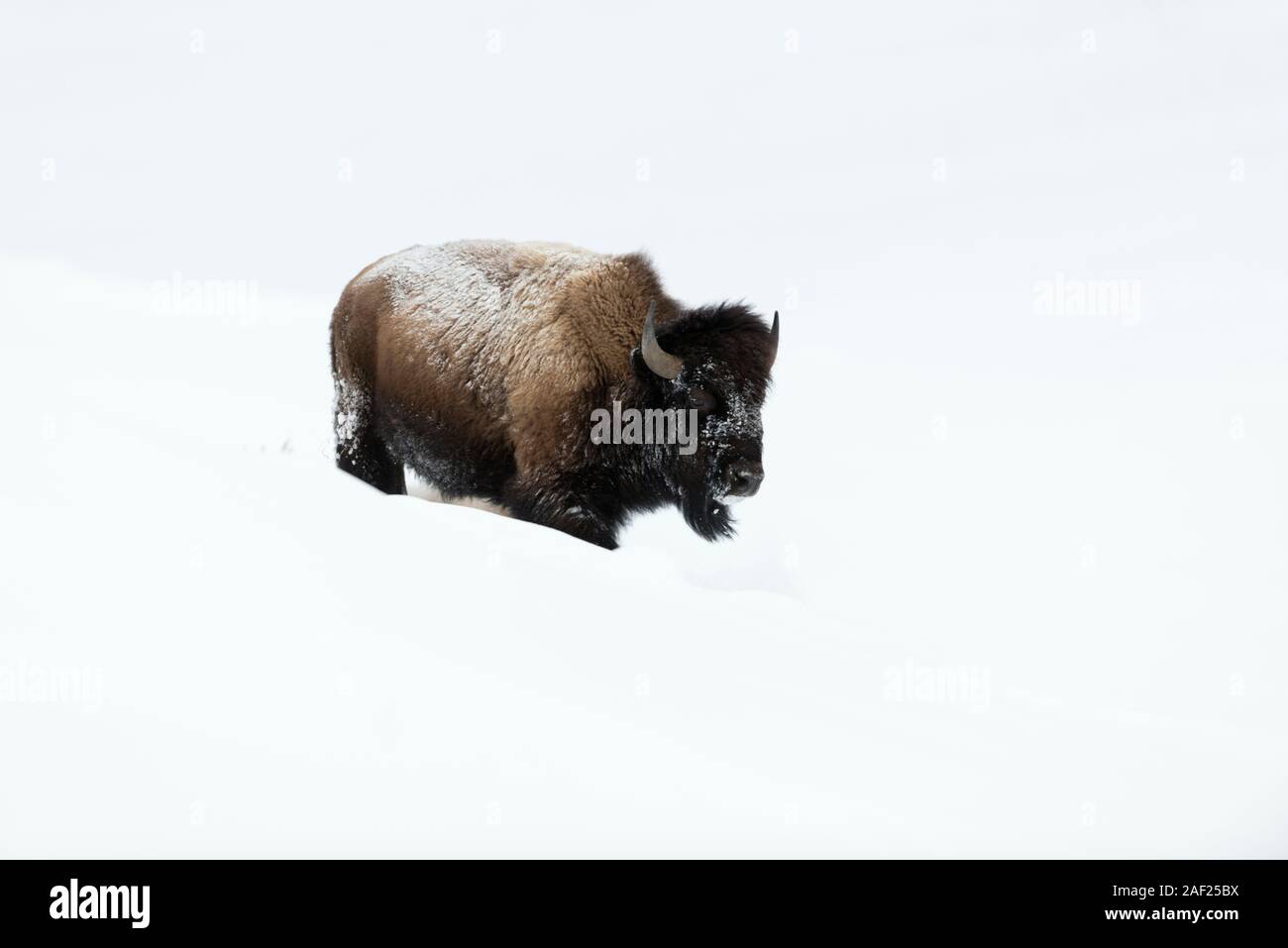 American bison / Amerikanischer Bison ( Bison bison ), adult, walking through high snow, Yellowstone National Park, Wyoming, USA. Stock Photo