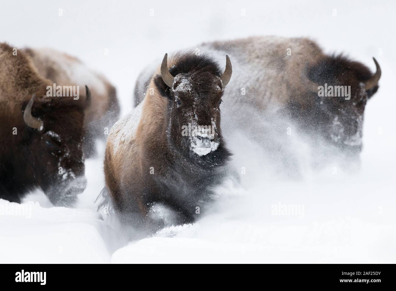 American bisona / Amerikanische Bisons ( Bison bison ) in winter, storming, running through fresh deep powder snow, frontal shot, Yellowstone NP, Wyom Stock Photo