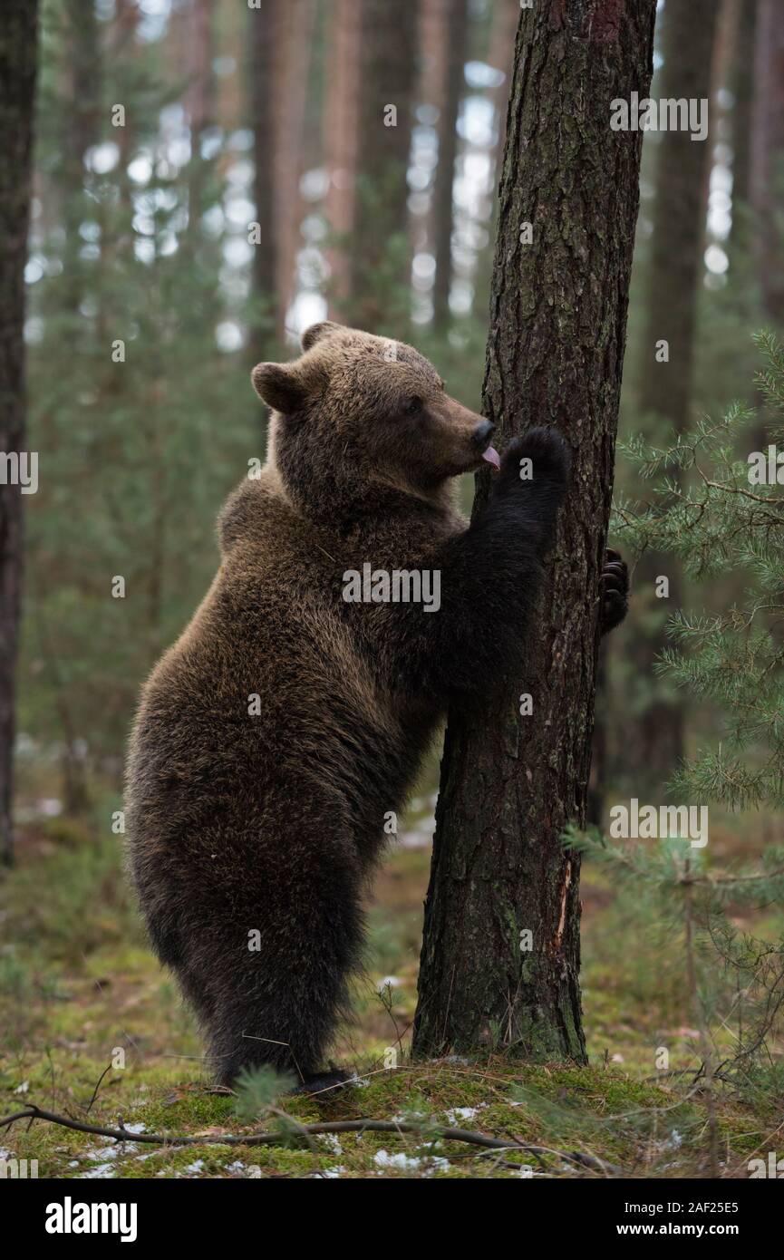 European Brown Bear / Europaeischer Braunbaer ( Ursus arctos ), playful young cub, standing on hind legs, licking at a tree, looks cute and funny, Eur Stock Photo