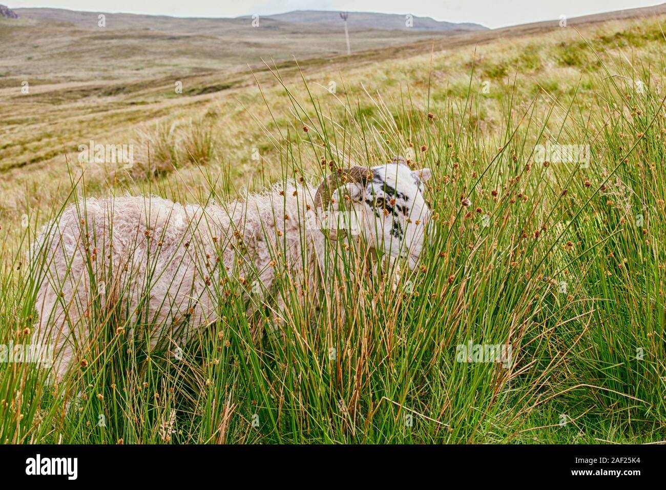 Highland sheep hiding behind grass Stock Photo
