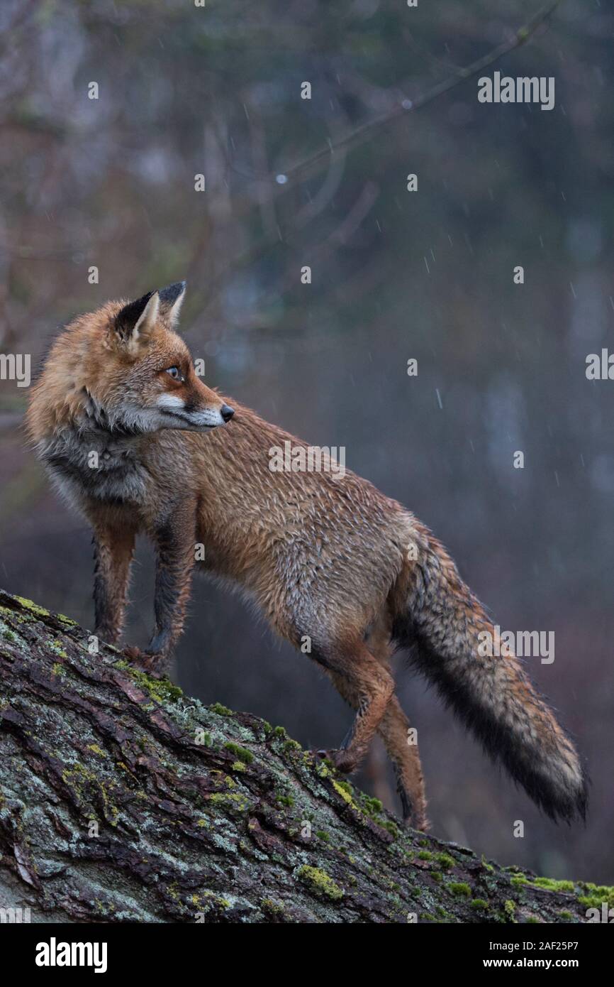 Red Fox / Rotfuchs ( Vulpes vulpes ) adult, wet winterfur, climbed on a tree, standing, looks back, on a rainy day, at dawn, side view, wildlife, Euro Stock Photo