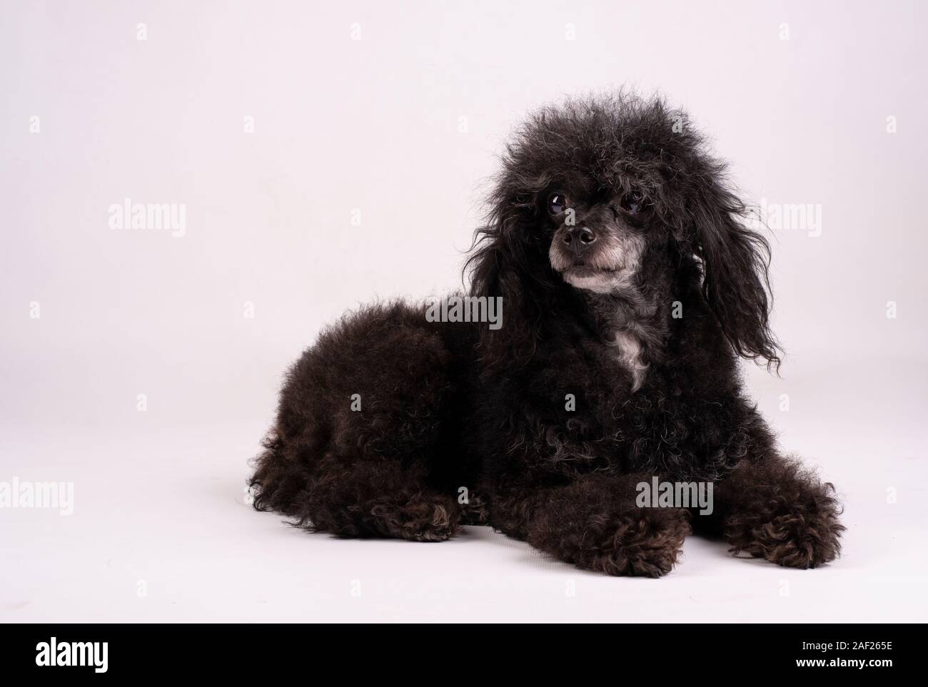Black poodle sitting on floor hi-res stock photography and images - Alamy