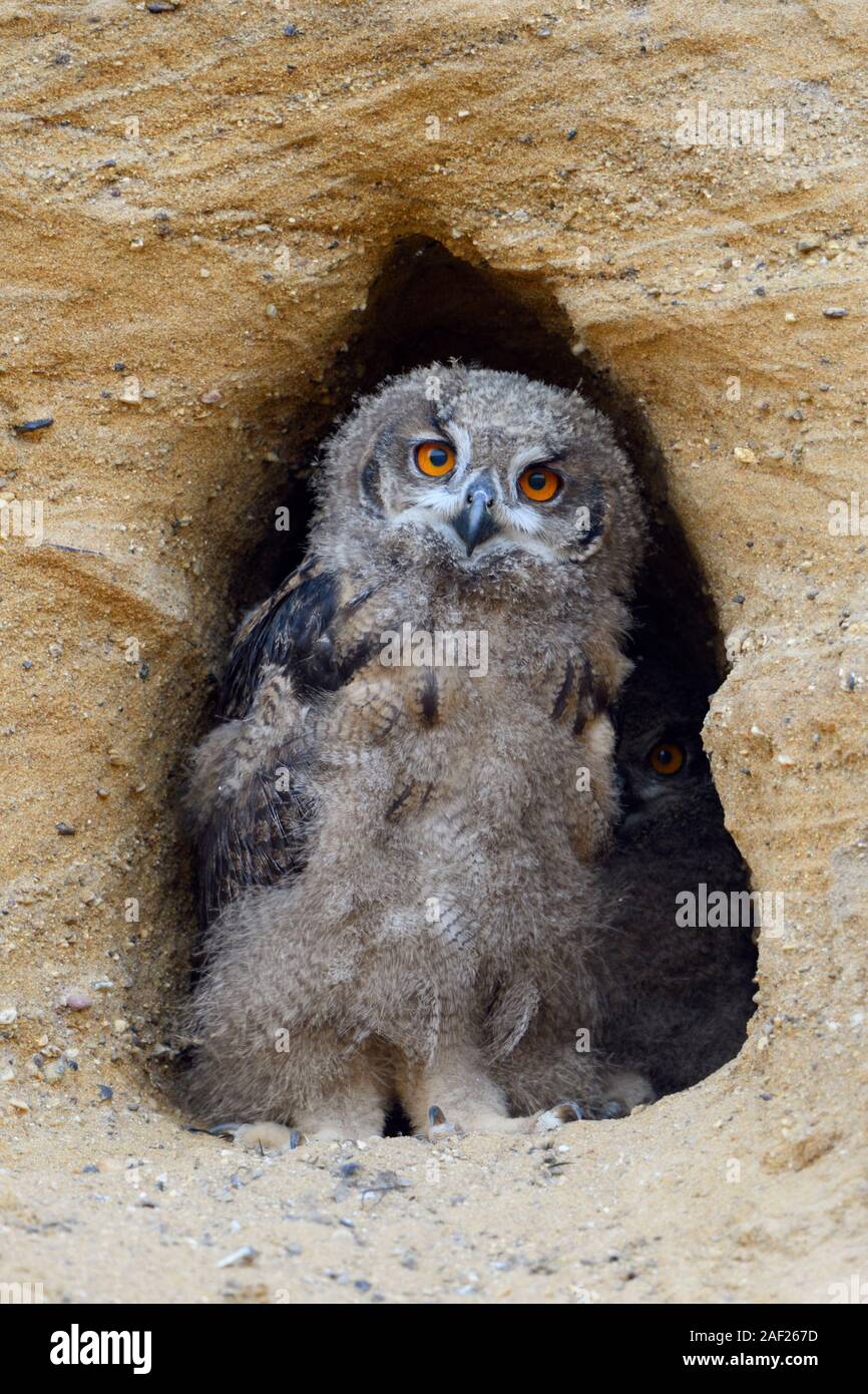 Eurasian Eagle Owl / Europaeischer Uhu ( Bubo bubo ), chick, standing in the entrance of its nest burrow, looks cute, wildlife, Europe. Stock Photo