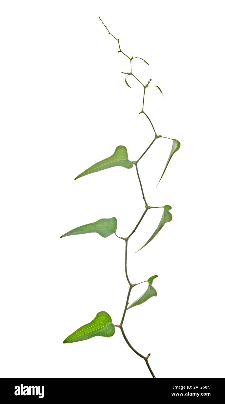 vine isolated on white background Stock Photo - Alamy