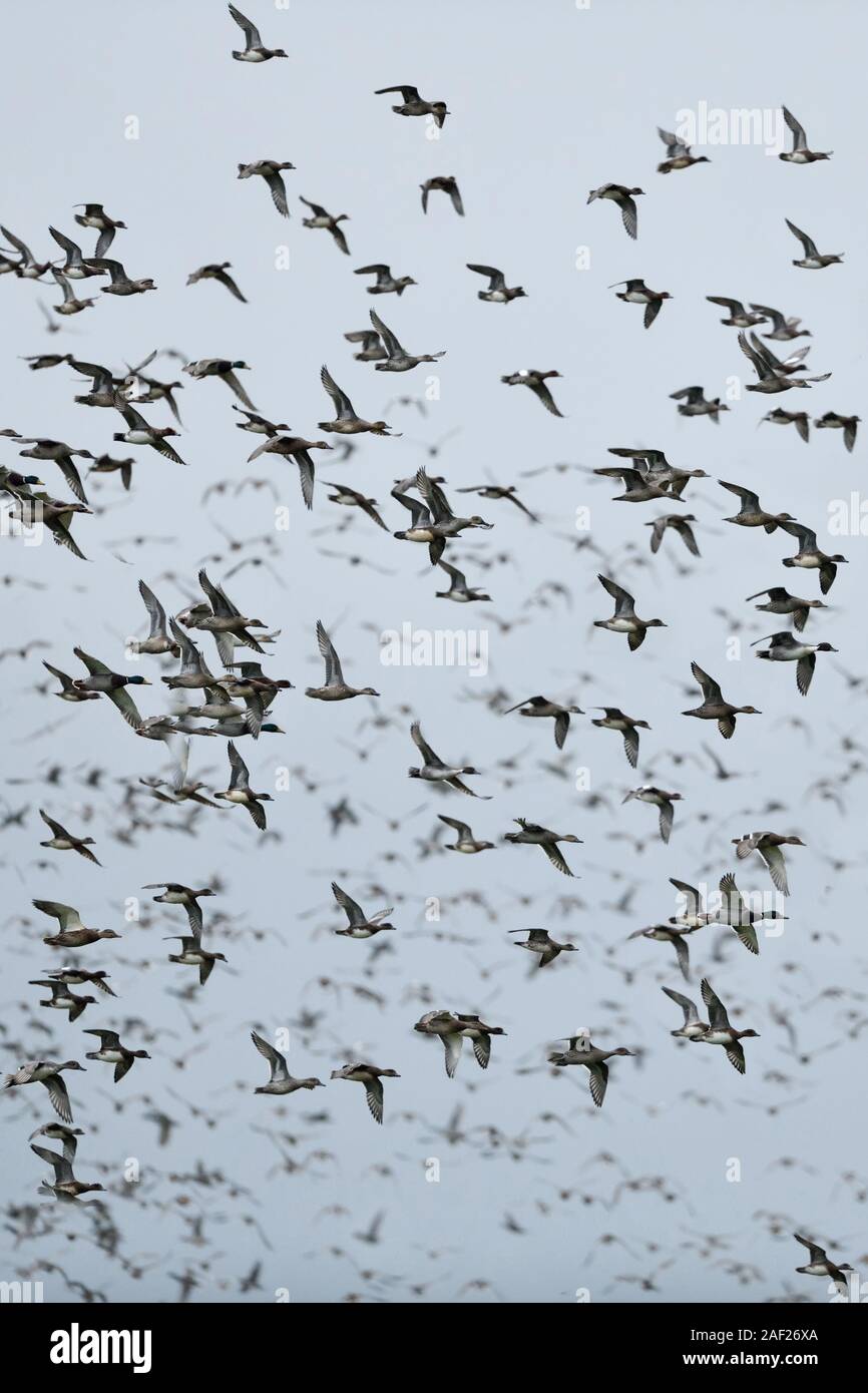Wild ducks, mainly wigeons ( Mareca penelope ) and mallards mixed up with some Pintails, dense flock of wild ducks in fast flight, wildlife, Europe. Stock Photo
