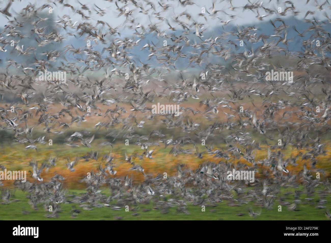 Wild ducks, huge flock taking off, lifting off, taking off from marshland, dynamic shot, blurred, wildlife, Europe. Stock Photo