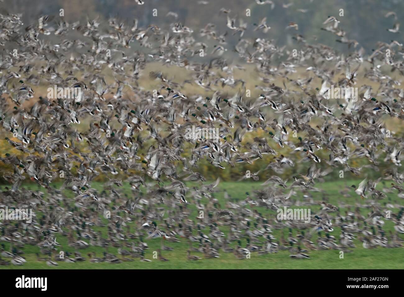 Wild ducks, mainly mallards and wigeons, mixed up with some pintails, dense flock of wild ducks taking off from marchland, dynamic shot, blurred, wild Stock Photo