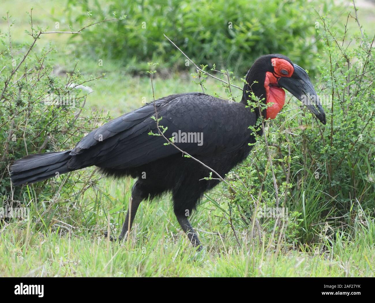 Male southern ground hornbill (Bucorvus leadbeateri, Bucorvus cafer). Serengeti National Park, Tanzania. Stock Photo