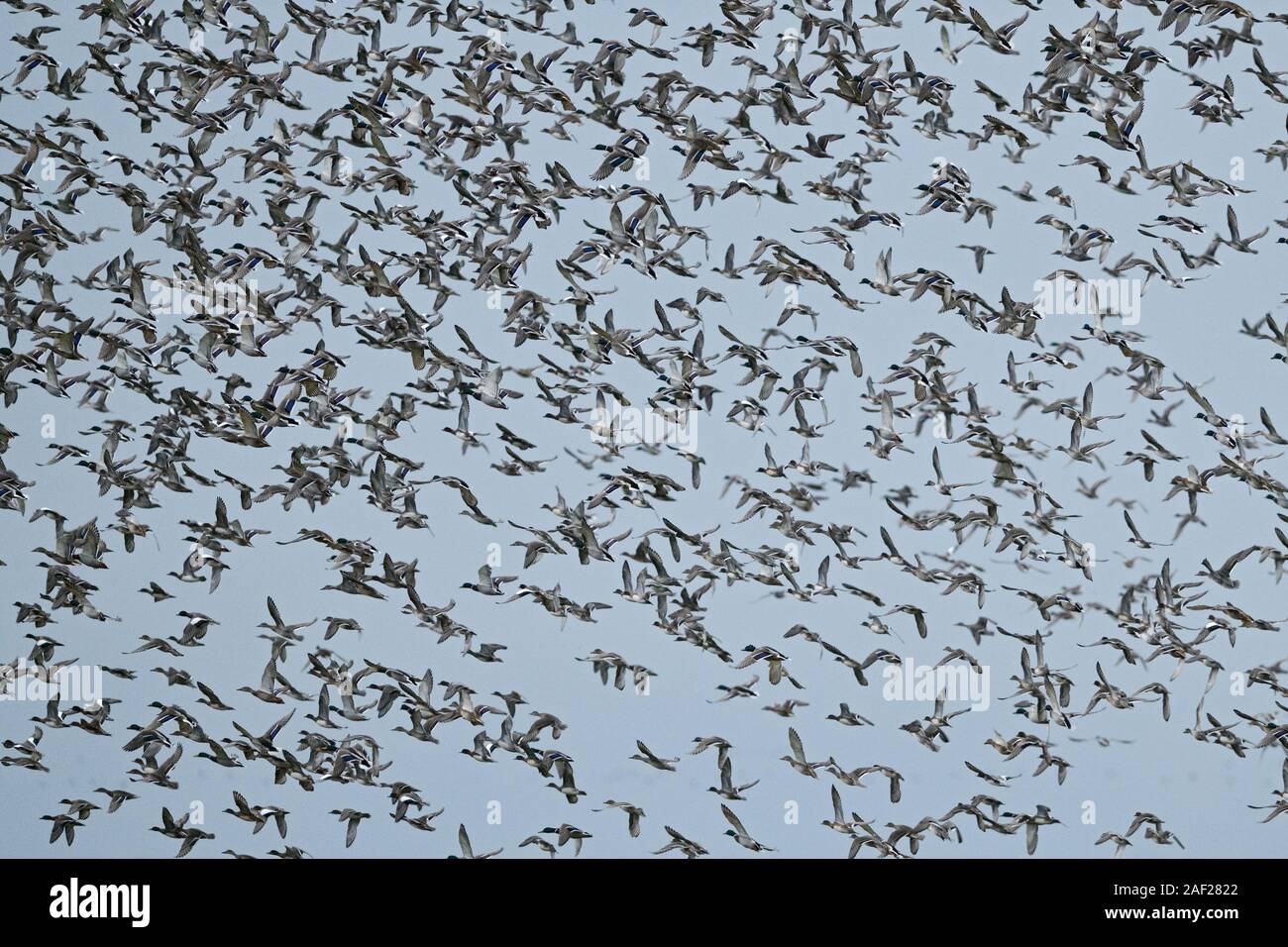 Dense flock of wild ducks, huge flock taking off, lifting off, starting, flying away from marshland, dynamic action shot, wildlife, Europe. Stock Photo